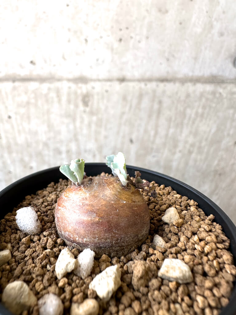 【現品限り】オトンナ・カカリオイデス 現地株【AI35】 Othonna cacalioides