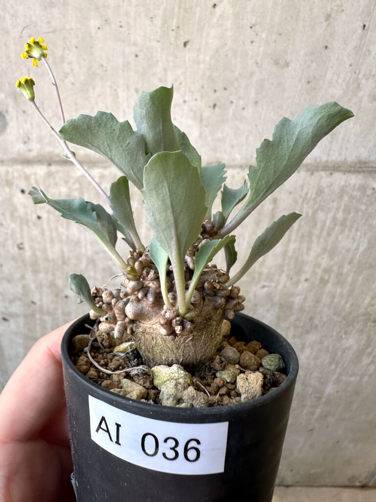 【現品限り】オトンナ・ヘレー 蛮鬼塔【AI36】 Othonna herrei