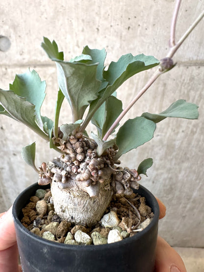 【現品限り】オトンナ・ヘレー 蛮鬼塔【AI36】 Othonna herrei