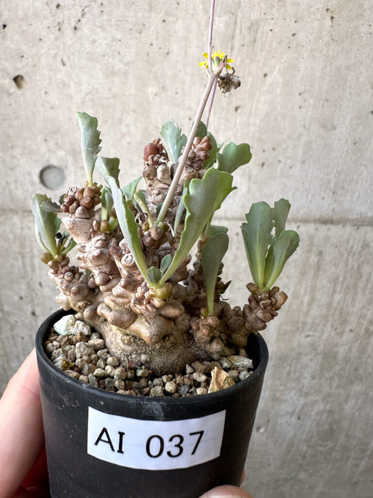 【現品限り】オトンナ・ヘレー 蛮鬼塔【AI37】 Othonna herrei