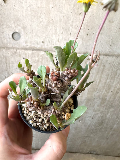 【現品限り】オトンナ・ヘレー 蛮鬼塔【AI37】 Othonna herrei