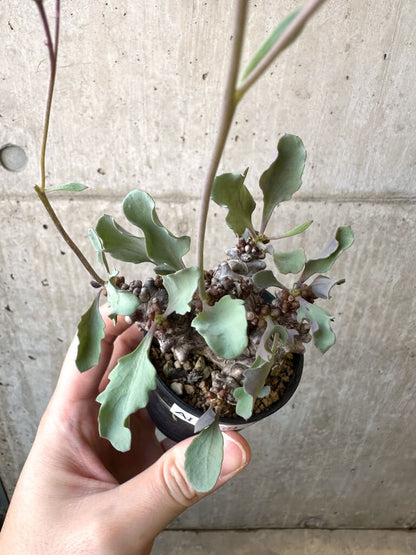 【現品限り】オトンナ・ヘレー 蛮鬼塔【AI39】 Othonna herrei