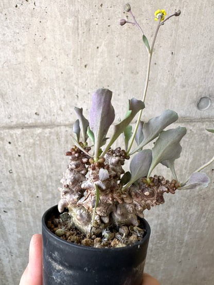 【現品限り】オトンナ・ヘレー 蛮鬼塔【AI39】 Othonna herrei