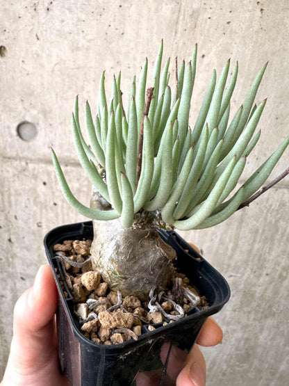 【現品限り】チレコドン・ペアルソニー 実生苗【AI3】 Tylecodon pearsonii