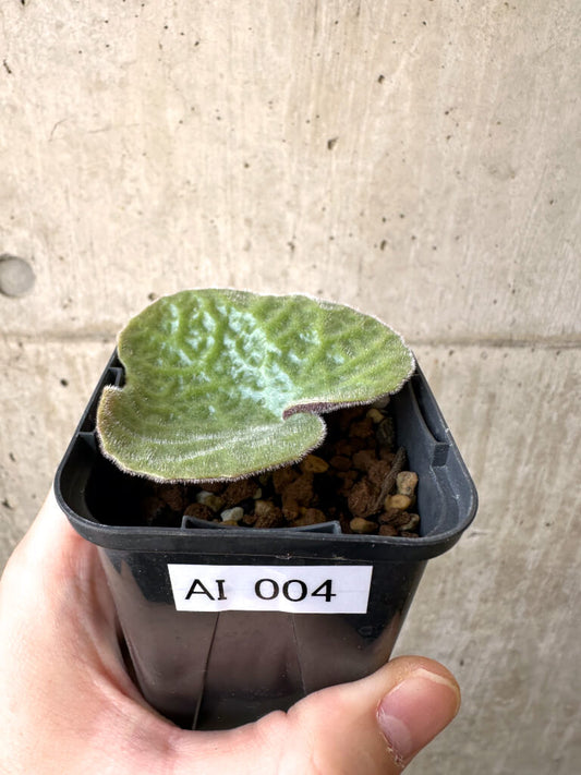 【現品限り】チレコドン・シングラリス【AI4】 Tylecodon singularis