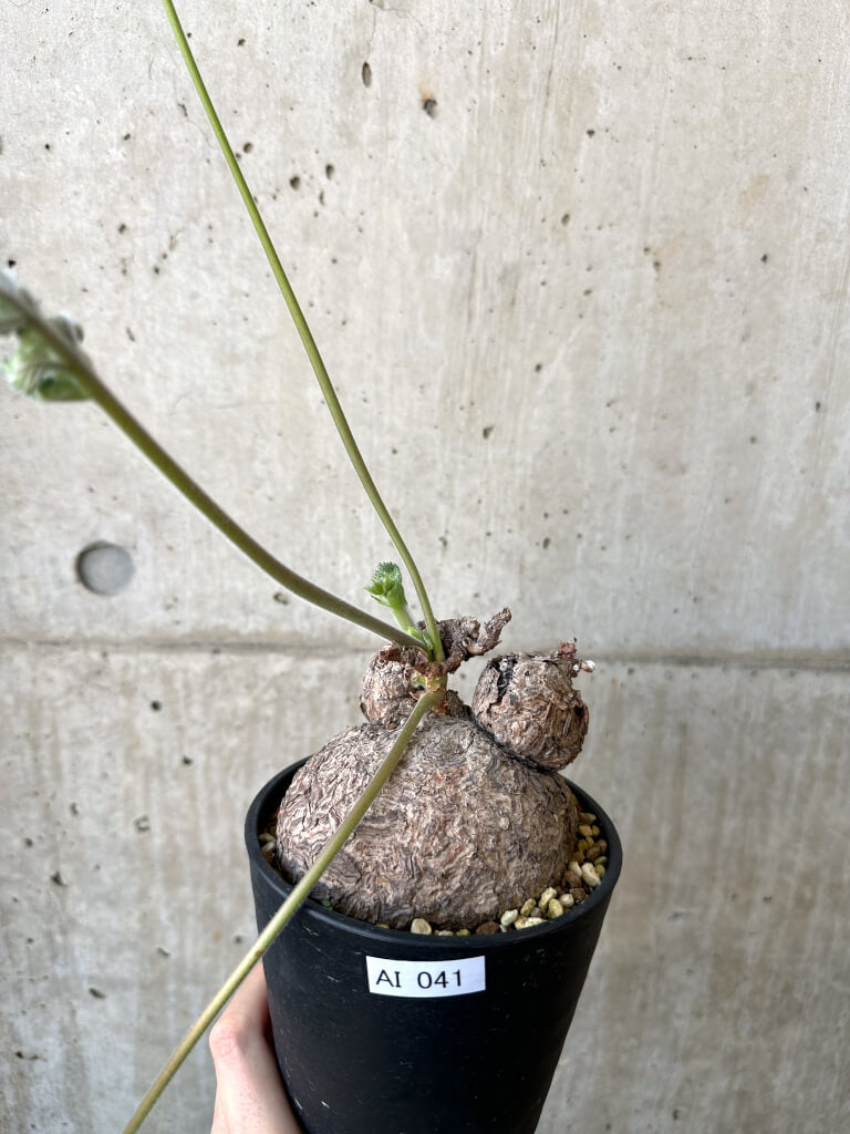 【現品限り】ペラルゴニウム・トリステ 発根済み 現地株【AI41】 Pelargonium triste