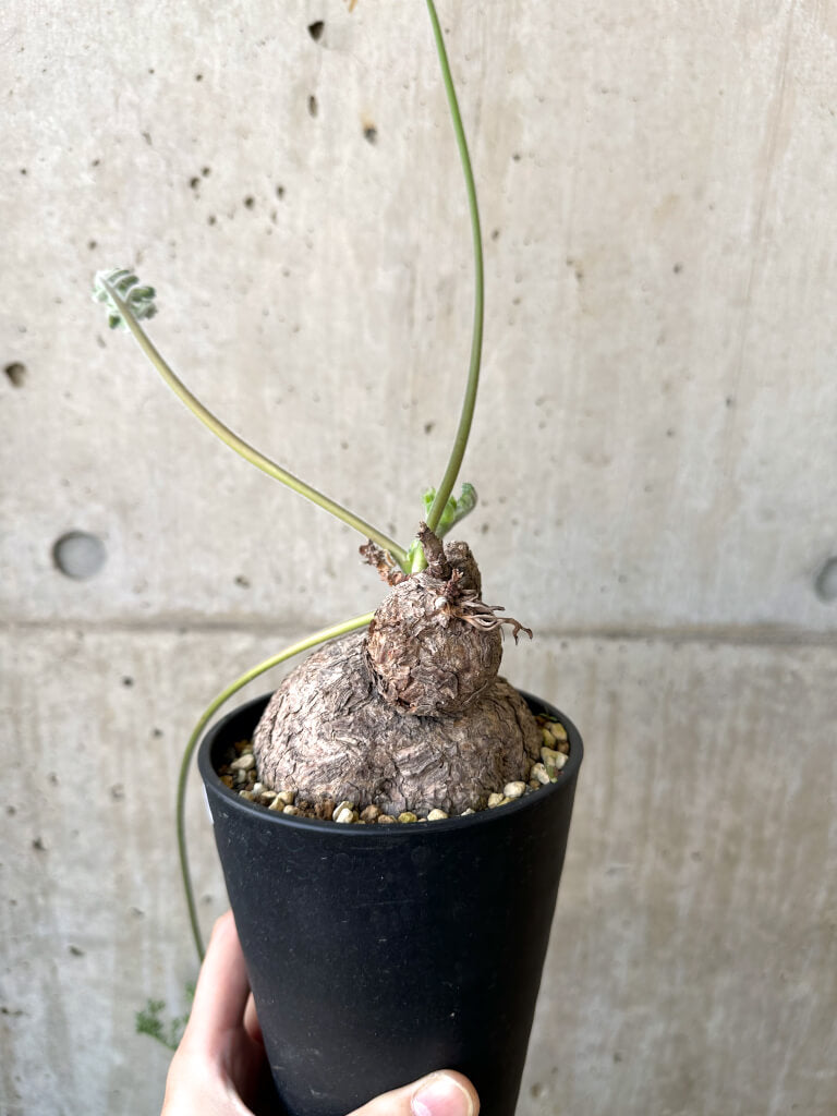 【現品限り】ペラルゴニウム・トリステ 発根済み 現地株【AI41】 Pelargonium triste
