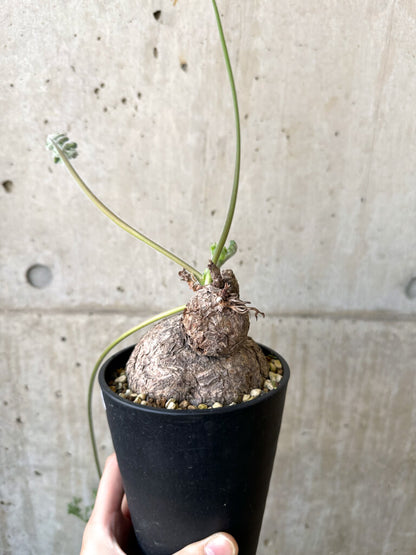 【現品限り】ペラルゴニウム・トリステ 発根済み 現地株【AI41】 Pelargonium triste