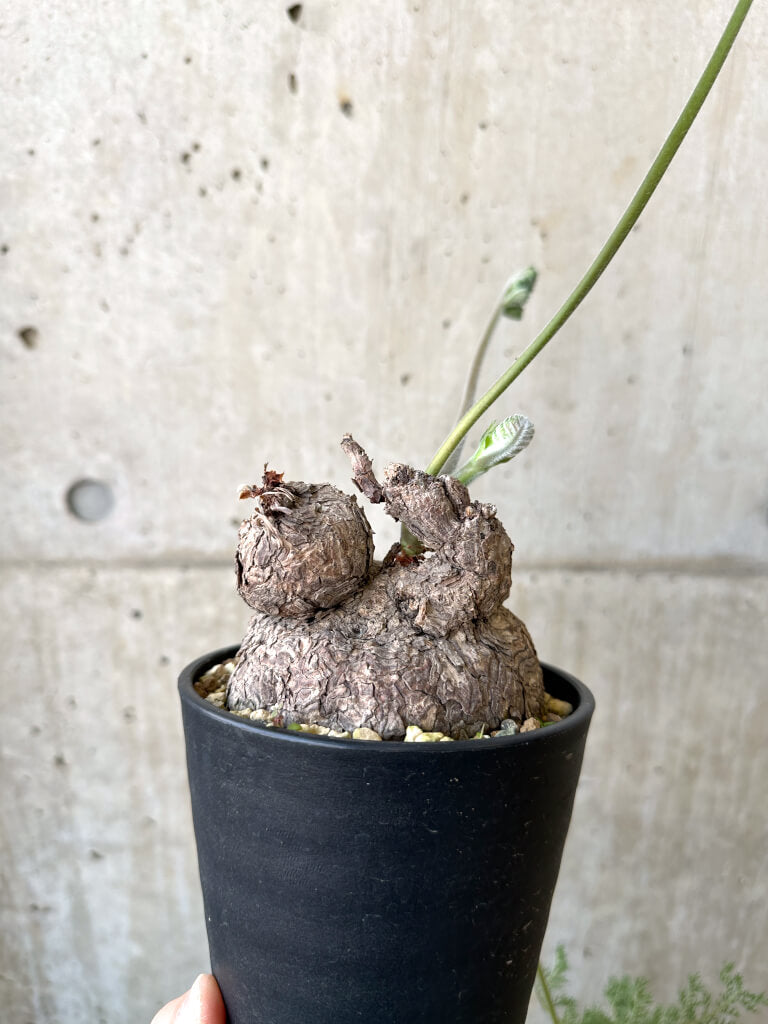 【現品限り】ペラルゴニウム・トリステ 発根済み 現地株【AI41】 Pelargonium triste