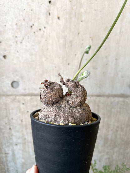 【現品限り】ペラルゴニウム・トリステ 発根済み 現地株【AI41】 Pelargonium triste