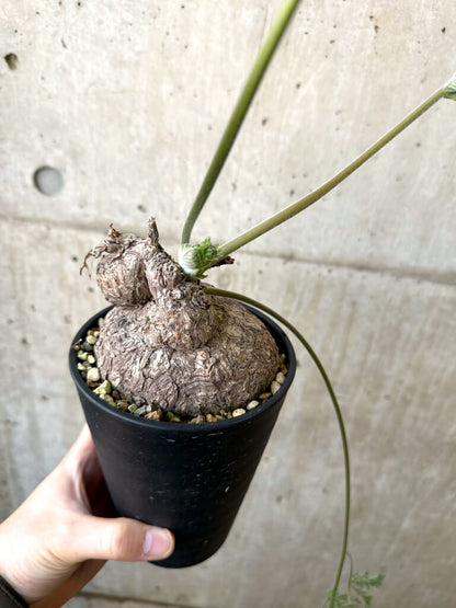 【現品限り】ペラルゴニウム・トリステ 発根済み 現地株【AI41】 Pelargonium triste