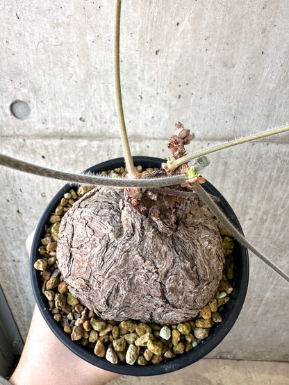 【現品限り】ペラルゴニウム・トリステ 発根済み 現地株【AI42】 Pelargonium triste