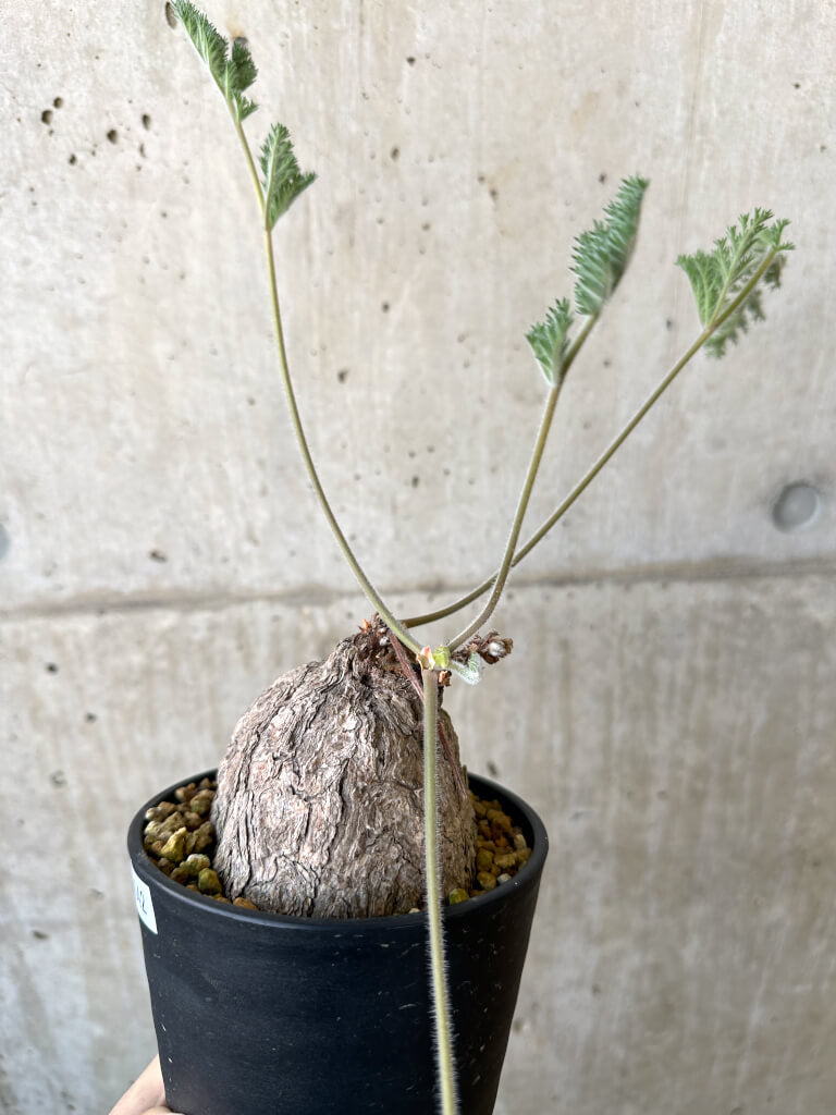 【現品限り】ペラルゴニウム・トリステ 発根済み 現地株【AI42】 Pelargonium triste