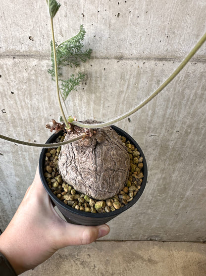 【現品限り】ペラルゴニウム・トリステ 発根済み 現地株【AI42】 Pelargonium triste