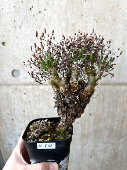 【現品限り】チレコドン・レティキュラーツス 万物想 現地株【AI43】 Tylecodon reticulatus