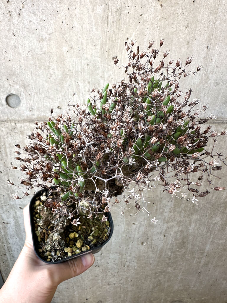 【現品限り】チレコドン・レティキュラーツス 万物想 現地株【AI43】 Tylecodon reticulatus