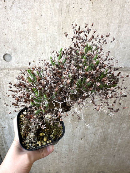 【現品限り】チレコドン・レティキュラーツス 万物想 現地株【AI43】 Tylecodon reticulatus