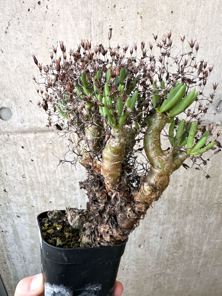 【現品限り】チレコドン・レティキュラーツス 万物想 現地株【AI43】 Tylecodon reticulatus