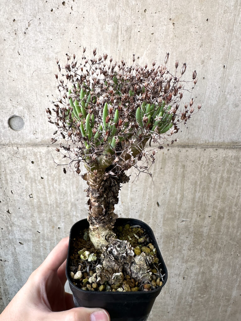 【現品限り】チレコドン・レティキュラーツス 万物想 現地株【AI43】 Tylecodon reticulatus