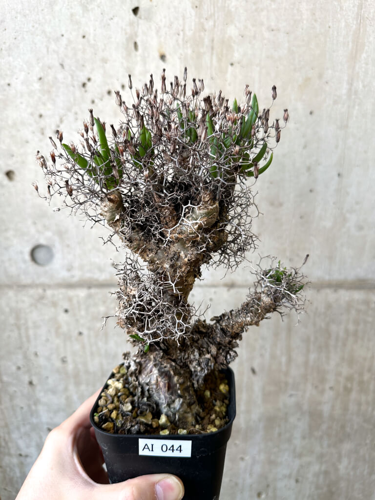 【現品限り】チレコドン・レティキュラーツス 万物想 現地株【AI44】 Tylecodon reticulatus