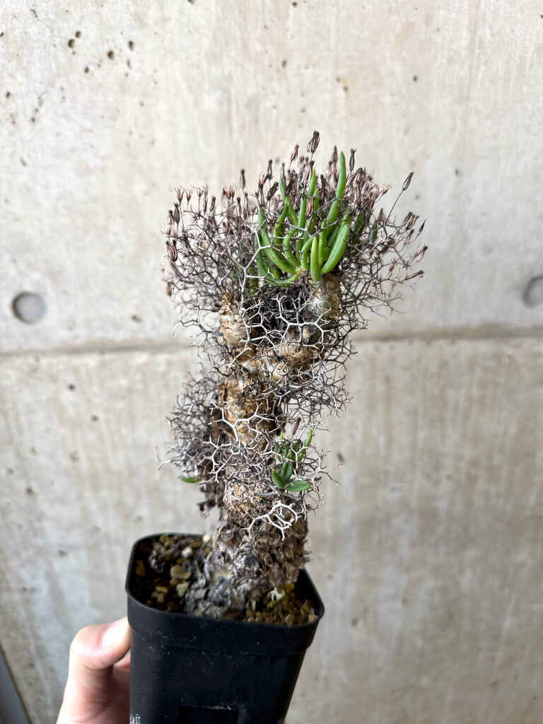 大株❗️ 塊根植物　チレコドン　レキュラータス　万物想　現地球 チレコドン万物想の基本情報・育て方｜多肉植物・サボテン図鑑