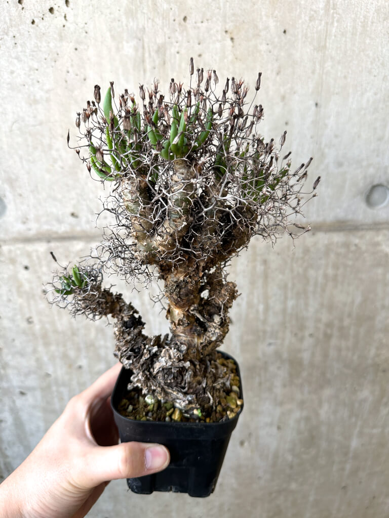 【現品限り】チレコドン・レティキュラーツス 万物想 現地株【AI44】 Tylecodon reticulatus