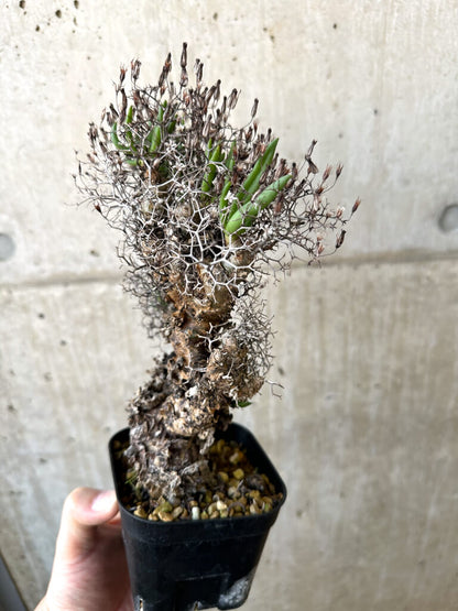 【現品限り】チレコドン・レティキュラーツス 万物想 現地株【AI44】 Tylecodon reticulatus