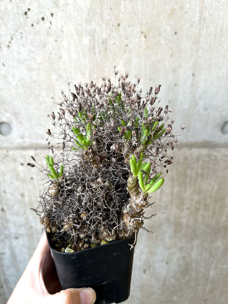 【現品限り】チレコドン・レティキュラーツス 万物想 現地株【AI45】 Tylecodon reticulatus