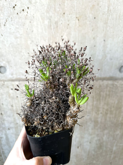 【現品限り】チレコドン・レティキュラーツス 万物想 現地株【AI45】 Tylecodon reticulatus