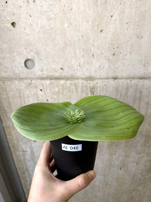 【現品限り】マッソニア・ビフォリア【AI46】 Massonia bifolia