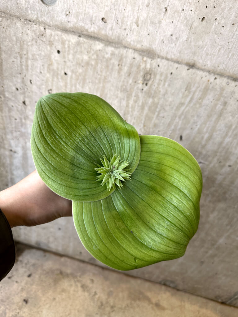 【現品限り】マッソニア・ビフォリア【AI46】 Massonia bifolia