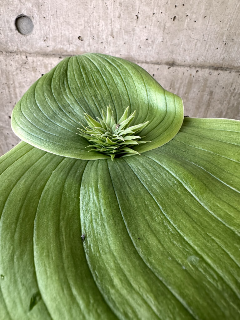 【現品限り】マッソニア・ビフォリア【AI46】 Massonia bifolia