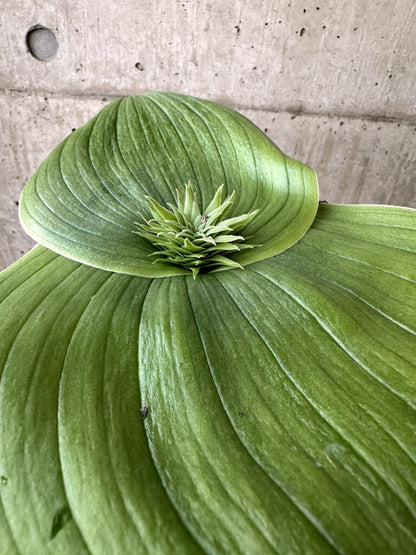 【現品限り】マッソニア・ビフォリア【AI46】 Massonia bifolia