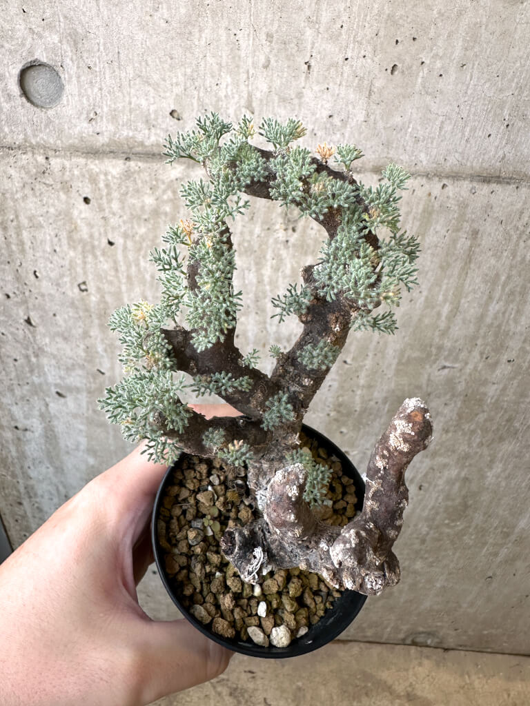 【現品限り】サルコカウロン・ムルチフィズム 現地株 発根済み モンソニア【AI47】 Monsonia multifidum