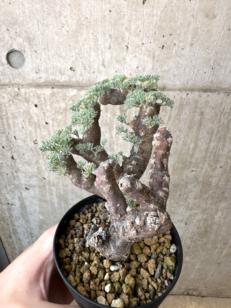 【現品限り】サルコカウロン・ムルチフィズム 現地株 発根済み モンソニア【AI47】 Monsonia multifidum