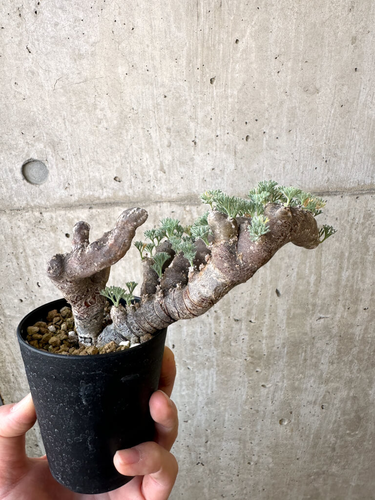 【現品限り】サルコカウロン・ムルチフィズム 現地株 発根済み モンソニア【AI47】 Monsonia multifidum