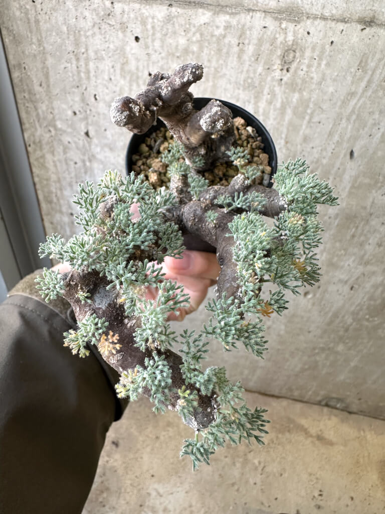 【現品限り】サルコカウロン・ムルチフィズム 現地株 発根済み モンソニア【AI47】 Monsonia multifidum