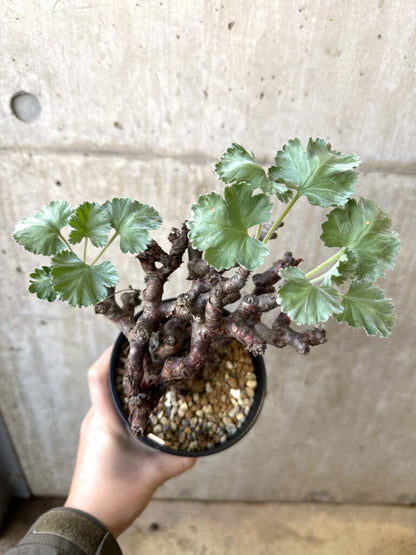 【現品限り】ペラルゴニウム・ミラビレ 発根済み【AI48】 Pelargonium mirabile
