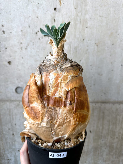 【現品限り】ブーファン・ハエマンソイデス 現地株 発根済み【AI49】 Boophane haemanthoides