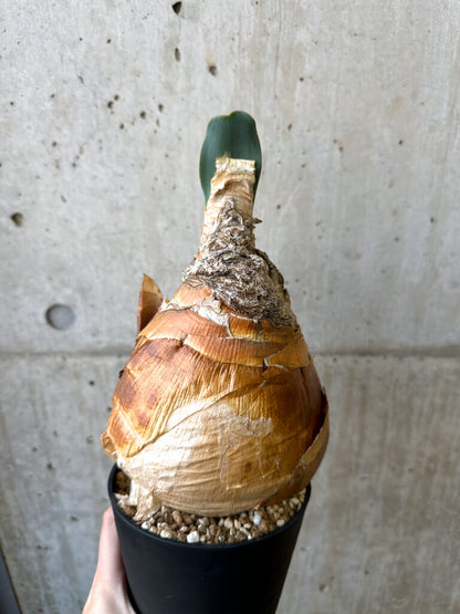 【現品限り】ブーファン・ハエマンソイデス 現地株 発根済み【AI49】 Boophane haemanthoides