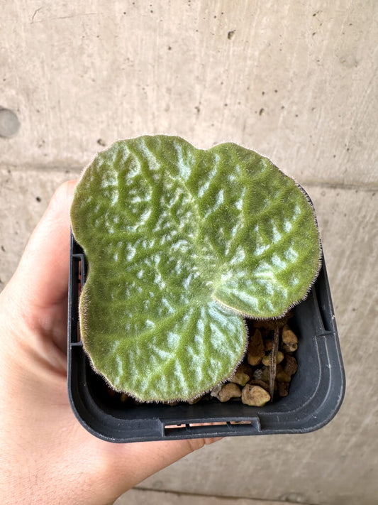 【現品限り】チレコドン・シングラリス【AI4】 Tylecodon singularis