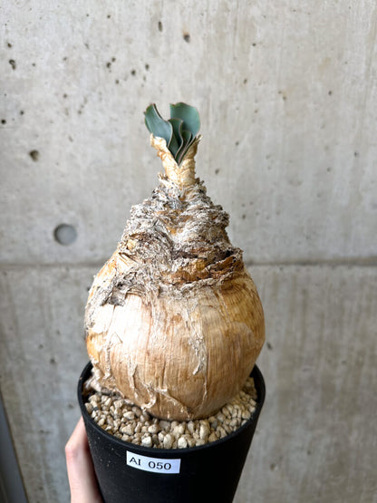 【現品限り】ブーファン・ハエマンソイデス 現地株 発根済み【AI50】 Boophane haemanthoides