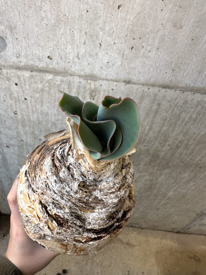 【現品限り】ブーファン・ハエマンソイデス 現地株 発根済み【AI50】 Boophane haemanthoides