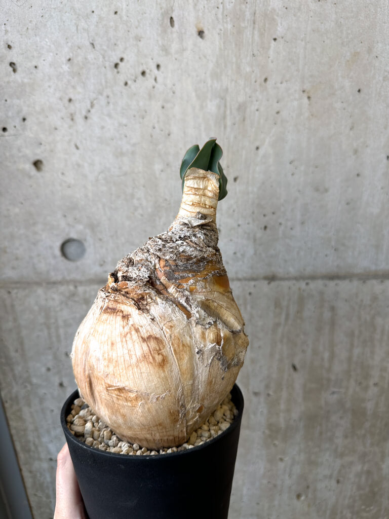 【現品限り】ブーファン・ハエマンソイデス 現地株 発根済み【AI50】 Boophane haemanthoides