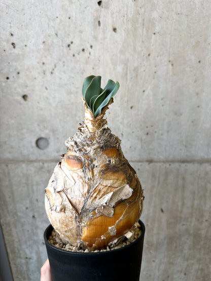 【現品限り】ブーファン・ハエマンソイデス 現地株 発根済み【AI50】 Boophane haemanthoides