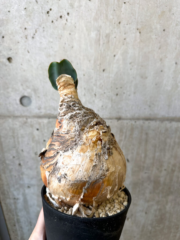 【現品限り】ブーファン・ハエマンソイデス 現地株 発根済み【AI50】 Boophane haemanthoides