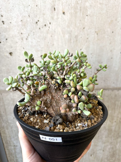 【現品限り】ケラリア・ピグマエア 現地株 長期管理 大株【AI51】 Ceraria pygmae