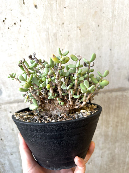 【現品限り】ケラリア・ピグマエア 現地株 長期管理 大株【AI51】 Ceraria pygmae