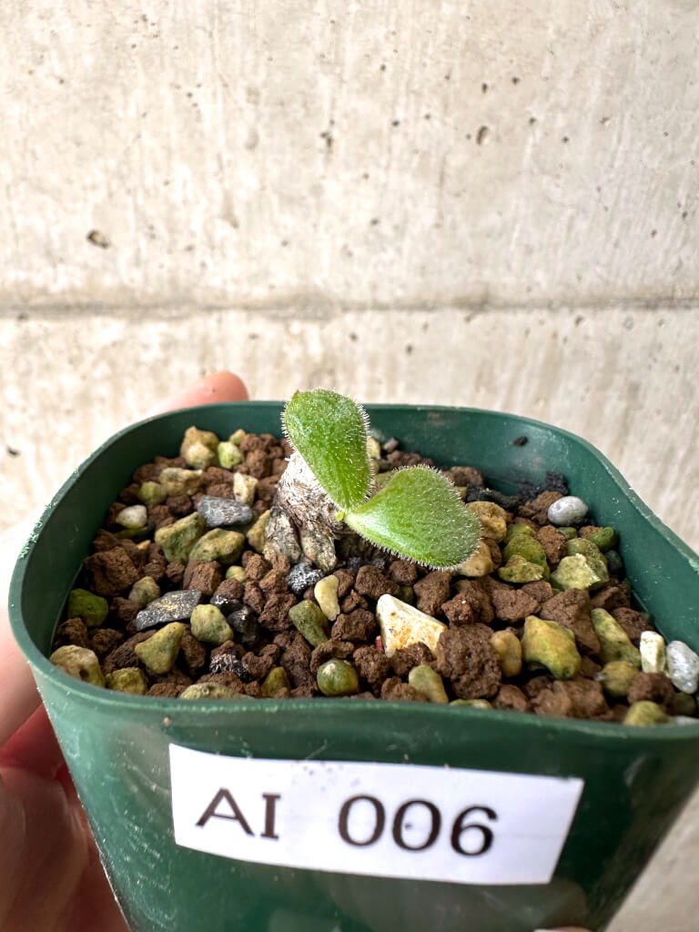 【現品限り】チレコドン・ノルティ【AI6】 Tylecodon nolteei