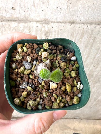 【現品限り】チレコドン・ノルティ【AI6】 Tylecodon nolteei